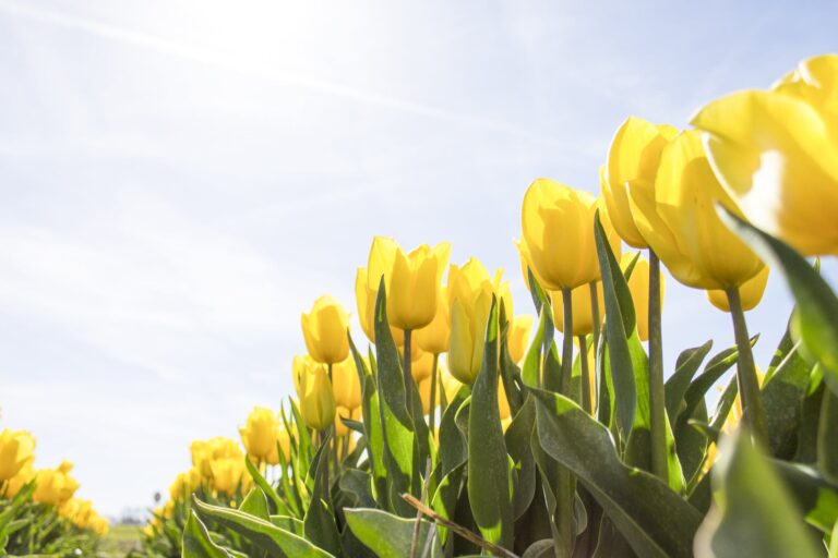 STARME Newsletter – April 2022 –